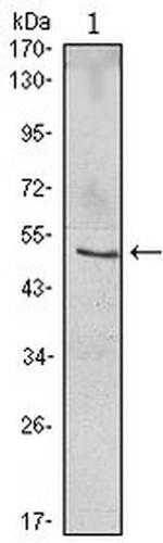 IkB beta Antibody in Western Blot (WB)