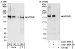 NFRKB Antibody in Western Blot (WB)