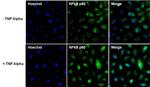 NFkB p50 Antibody in Immunocytochemistry (ICC/IF)