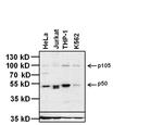 NFkB p50 Antibody in Western Blot (WB)