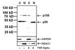 NFkB p50 Antibody in Western Blot (WB)