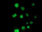 NHEJ1 Antibody in Immunocytochemistry (ICC/IF)