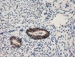 NHEJ1 Antibody in Immunohistochemistry (Paraffin) (IHC (P))