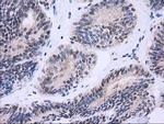 NHEJ1 Antibody in Immunohistochemistry (Paraffin) (IHC (P))