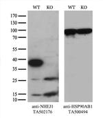 NHEJ1 Antibody in Western Blot (WB)