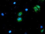 NIF3L1 Antibody in Immunocytochemistry (ICC/IF)