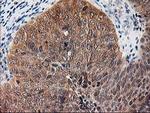 NIF3L1 Antibody in Immunohistochemistry (Paraffin) (IHC (P))