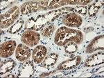 NIF3L1 Antibody in Immunohistochemistry (Paraffin) (IHC (P))