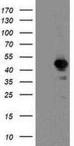 NIF3L1 Antibody in Western Blot (WB)