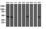 NIF3L1 Antibody in Western Blot (WB)