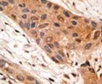 BNIP1 Antibody in Immunohistochemistry (IHC)