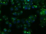 NIT1 Antibody in Immunocytochemistry (ICC/IF)