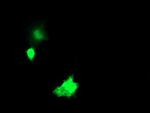 NKIRAS1 Antibody in Immunocytochemistry (ICC/IF)