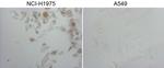 NKX2 Antibody in Immunocytochemistry (ICC/IF)