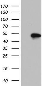 NKX2 Antibody in Western Blot (WB)