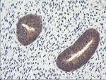 NLN Antibody in Immunohistochemistry (Paraffin) (IHC (P))