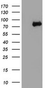 NLN Antibody in Western Blot (WB)