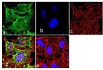 NME2 Antibody in Immunocytochemistry (ICC/IF)