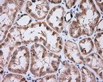 NME4 Antibody in Immunohistochemistry (Paraffin) (IHC (P))