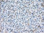NME4 Antibody in Immunohistochemistry (Paraffin) (IHC (P))
