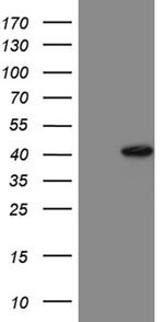 NMI Antibody in Western Blot (WB)