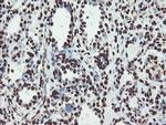 NONO Antibody in Immunohistochemistry (Paraffin) (IHC (P))