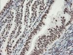 NONO Antibody in Immunohistochemistry (Paraffin) (IHC (P))