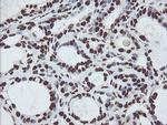 NONO Antibody in Immunohistochemistry (Paraffin) (IHC (P))