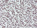 NONO Antibody in Immunohistochemistry (Paraffin) (IHC (P))