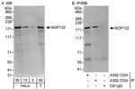 NOP132 Antibody in Western Blot (WB)