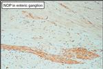 OPRL1 Antibody in Immunohistochemistry (Paraffin) (IHC (P))