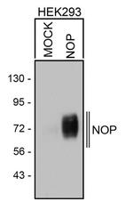 OPRL1 Antibody in Western Blot (WB)