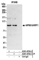 NP95/UHRF1 Antibody in Western Blot (WB)