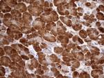 NPPB Antibody in Immunohistochemistry (Paraffin) (IHC (P))