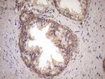 NPPB Antibody in Immunohistochemistry (Paraffin) (IHC (P))