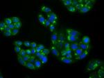 NPR3 Antibody in Immunocytochemistry (ICC/IF)