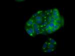 NPR3 Antibody in Immunocytochemistry (ICC/IF)