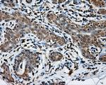 NPR3 Antibody in Immunohistochemistry (Paraffin) (IHC (P))