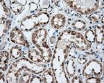 NPR3 Antibody in Immunohistochemistry (Paraffin) (IHC (P))