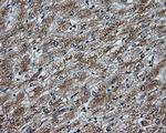 NPR3 Antibody in Immunohistochemistry (Paraffin) (IHC (P))