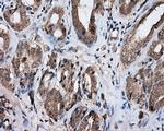 NPR3 Antibody in Immunohistochemistry (Paraffin) (IHC (P))