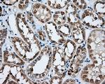 NPR3 Antibody in Immunohistochemistry (Paraffin) (IHC (P))