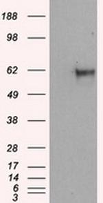 NPR3 Antibody in Western Blot (WB)