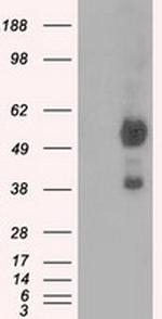 NPR3 Antibody in Western Blot (WB)