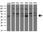 NPR3 Antibody in Western Blot (WB)