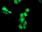 NPTN Antibody in Immunocytochemistry (ICC/IF)