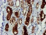 NQO2 Antibody in Immunohistochemistry (Paraffin) (IHC (P))