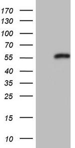 NR0B1 Antibody in Western Blot (WB)