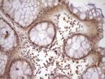 NR2C2 Antibody in Immunohistochemistry (Paraffin) (IHC (P))