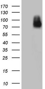 NR4A3 Antibody in Western Blot (WB)